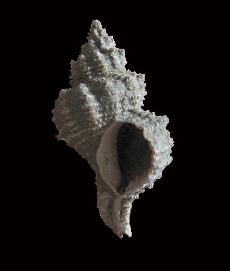 Ocinebrina sp. - Pliocene